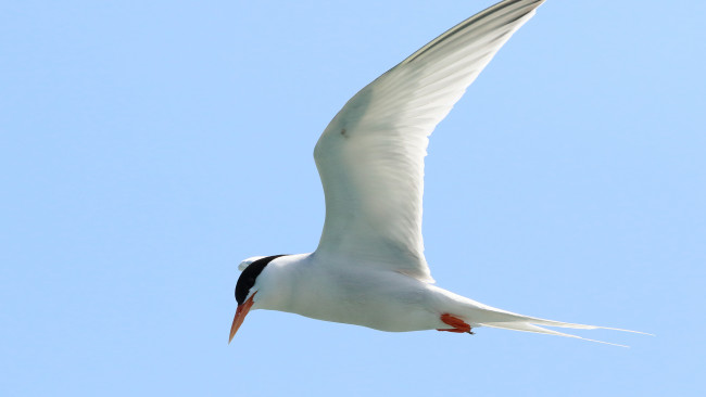 Обои картинки фото животные, Чайки,  бакланы,  крачки, птица, полет, чайка