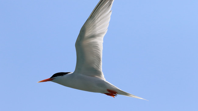 Обои картинки фото животные, Чайки,  бакланы,  крачки, птица, полет, чайка