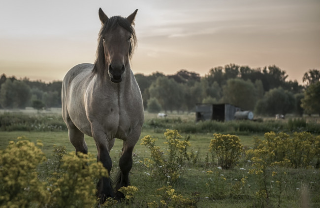 Обои картинки фото животные, лошади, фон, лошадь