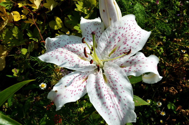 Обои картинки фото цветы, лилии,  лилейники, крапинки