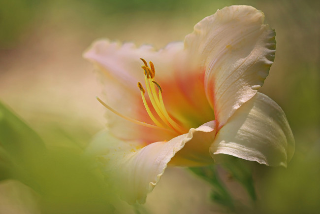 Обои картинки фото цветы, лилии,  лилейники, макро, лепестки, лилейник, тычинки