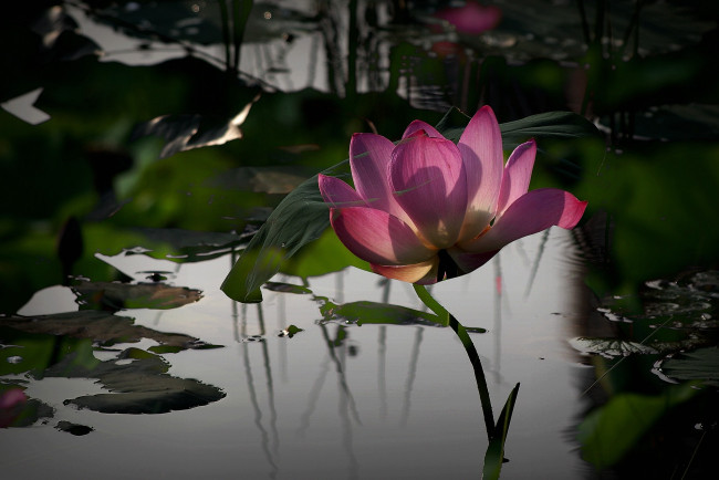 Обои картинки фото цветы, лотосы, фон, лепестки