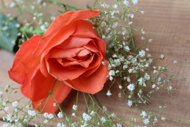 Обои картинки фото цветы, розы, персиковый