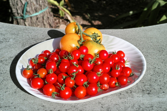 Обои картинки фото еда, помидоры, томаты