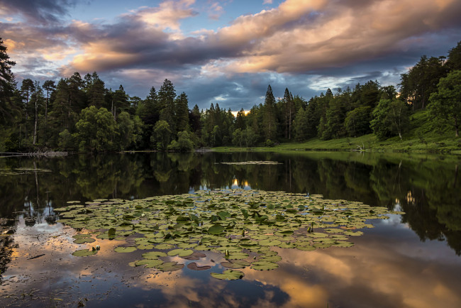 Обои картинки фото природа, реки, озера, река, лес