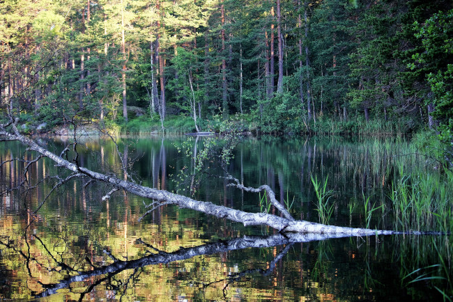 Обои картинки фото природа, реки, озера, река, лес