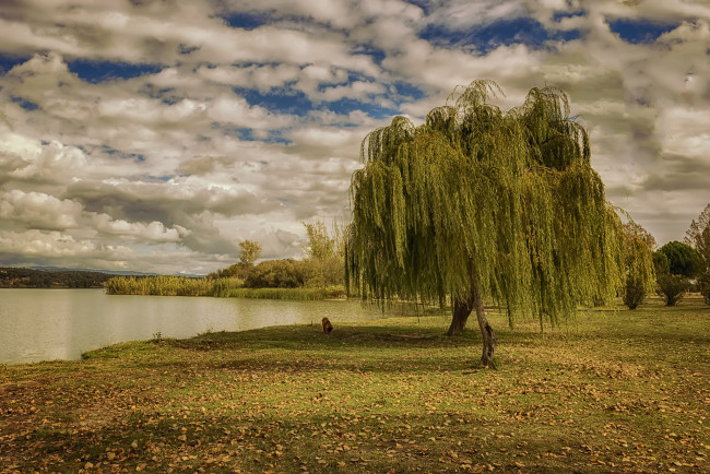 Обои картинки фото природа, реки, озера, река, лес