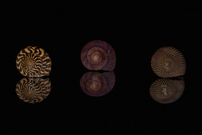 Обои картинки фото разное, ракушки,  кораллы,  декоративные и spa-камни, отражение, макро, узор