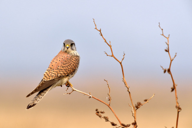 Обои картинки фото животные, птицы - хищники, птица, хищник, сокол
