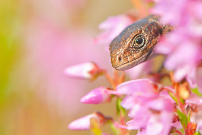 Обои картинки фото животные, Ящерицы,  игуаны,  вараны, макро, ящерица, цветы, голова