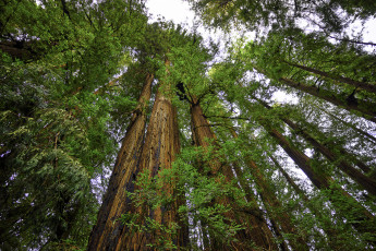 Картинка природа лес простор