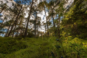 Картинка природа лес простор