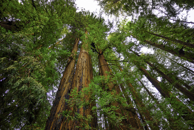 Обои картинки фото природа, лес, простор