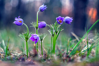 Картинка цветы анемоны +сон-трава первоцветы сон-трава весна