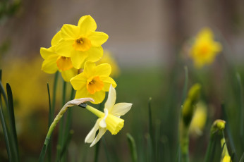 Картинка цветы нарциссы желтые весна