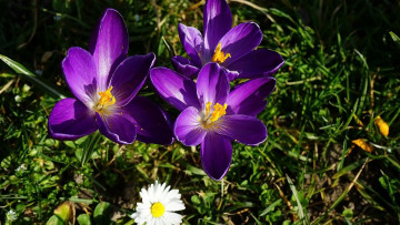 Картинка цветы крокусы лиловые весна