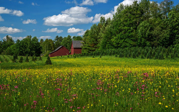 Картинка природа луга разнотравье луг лето