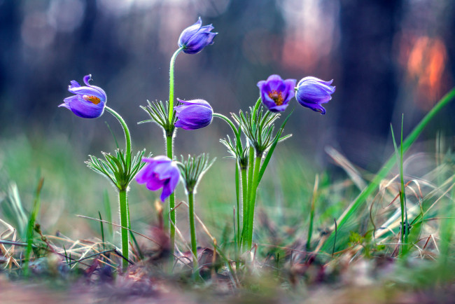 Обои картинки фото цветы, анемоны,  сон-трава, первоцветы, сон-трава, весна