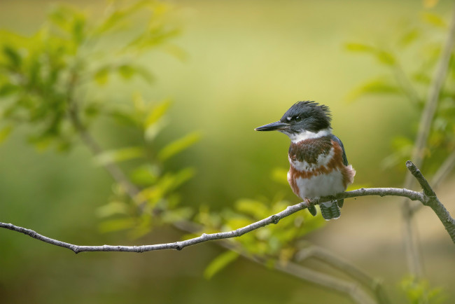 Обои картинки фото животные, зимородки, птица, ветка, боке, зимородок