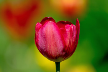 Картинка цветы тюльпаны цветок