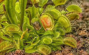 Картинка цветы растение