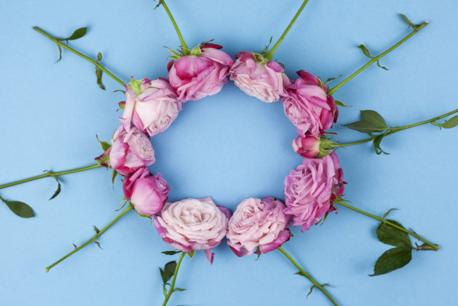 Обои картинки фото цветы, розы