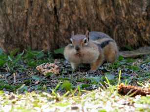 Картинка животные бурундуки