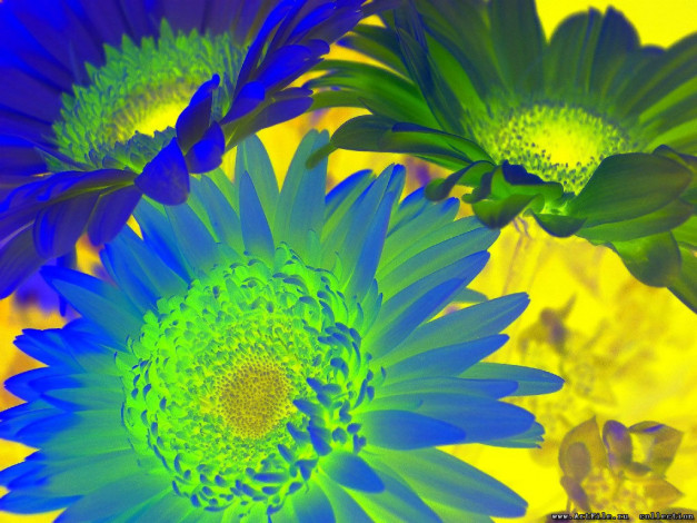 Обои картинки фото цветы, герберы