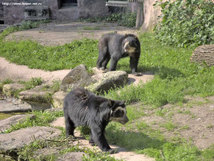 Картинка животные медведи
