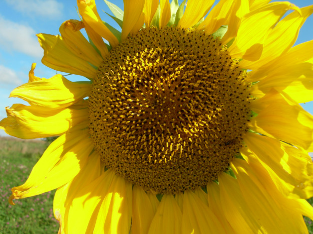 Обои картинки фото цветы, подсолнухи