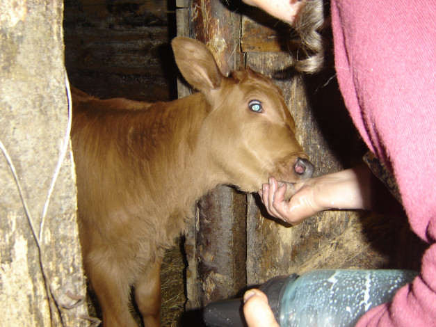 Обои картинки фото животные, коровы, буйволы