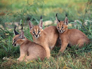 Картинка caracals животные рыси
