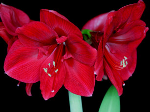 Картинка цветы амариллисы гиппеаструмы
