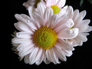 Картинка цветы хризантемы