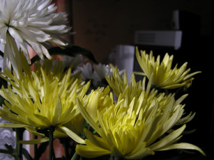 Картинка цветы хризантемы