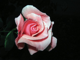 Картинка цветы розы