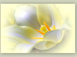 Картинка цветы тюльпаны