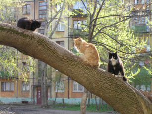 Картинка животные коты