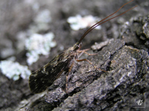 Картинка животные насекомые