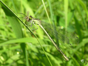 Картинка животные стрекозы