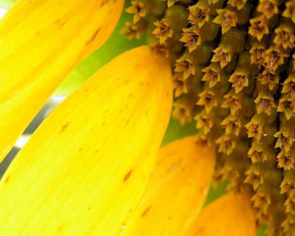 Обои картинки фото цветы, подсолнухи