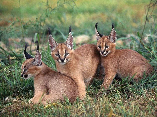 Обои картинки фото caracals, животные, рыси