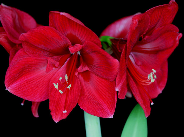 Обои картинки фото цветы, амариллисы, гиппеаструмы