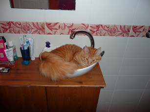 Картинка Чарли животные коты