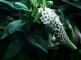 Картинка цветы