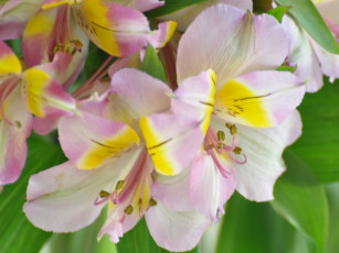 Картинка цветы альстромерия