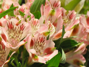 Картинка цветы альстромерия