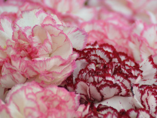 Картинка цветы гвоздики