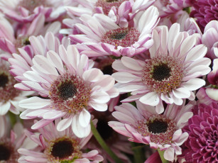 обоя цветы, хризантемы