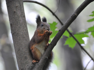 Картинка животные белки